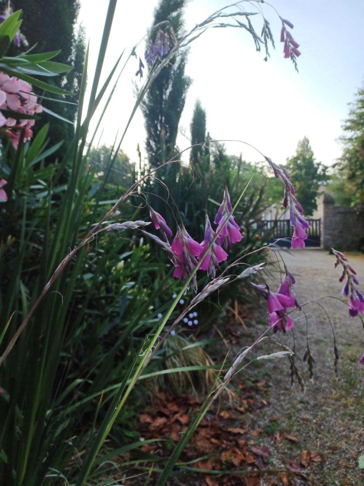 Le Banellou Bed and Breakfast Quimper Buitenkant foto