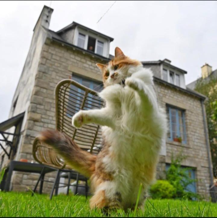 Le Banellou Bed and Breakfast Quimper Buitenkant foto
